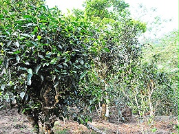 紫竹茶树